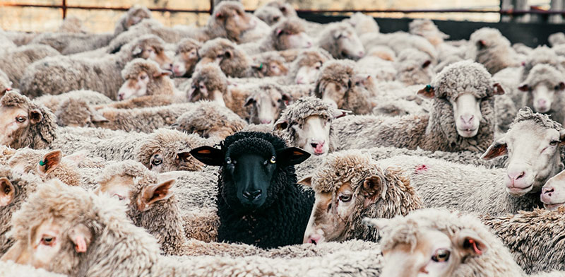 Image full of white sheeps and one black sheep.